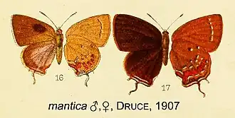Bistonina mantica