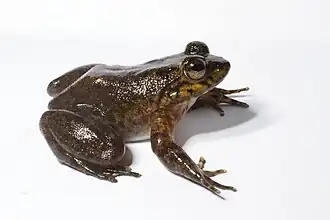 Mantidactylus grandidieri