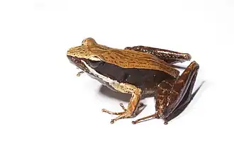 Mantidactylus opiparis