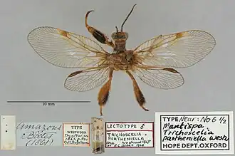 Anchieta partheniella