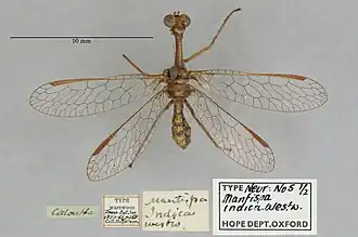 Mantispa indica