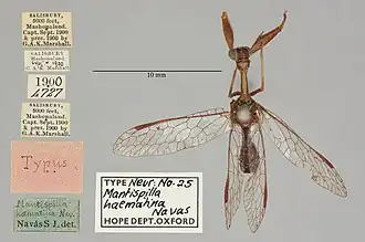 Mantispa haematina