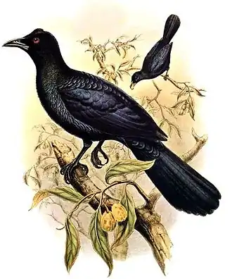 Ruwhalsparadijskraai