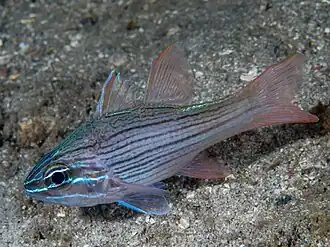 Ostorhinchus multilineatus