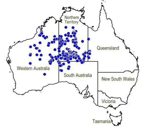 Stippenkaart voor Newcastelia spodiotricha in Australië