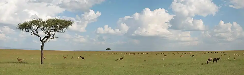 Open savannegebied met grazende antilopen (Masai Mara, Kenia)