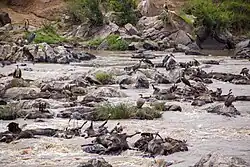 Hypertroof beekmilieu door kadavers en guanotrofie