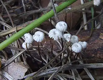 Wieltje (paddenstoel)