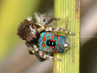 Maratus mungaich
