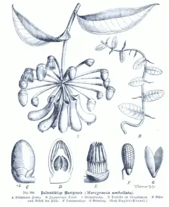 Marcgraviaceae