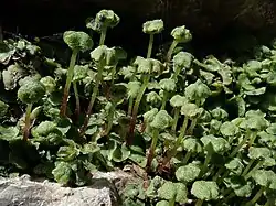 Preissia quadrata, een thalleus levermos