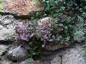 Associatie van klein glaskruid