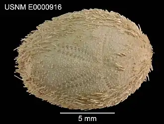 Paramaretia tuberculata