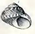 Cantharidus fulminatus