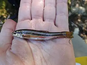 Margariscus nachtriebi