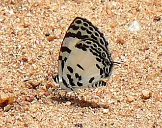 Tuxentius margaritaceus