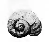 Margarites ecarinatus