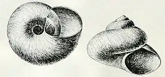 Margarites groenlandicus