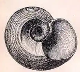 Margarites vorticiferus