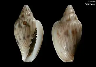 Marginella aequinoctialis