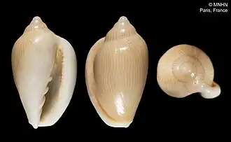 Marginella amazona