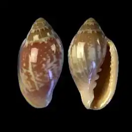 Marginella aurantia