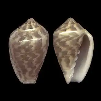 Marginella bairstowi