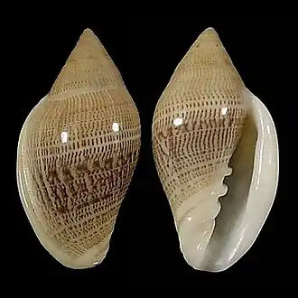 Marginella belcheri