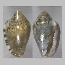 Marginella carquejai