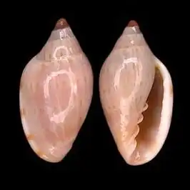 Marginella caterinae