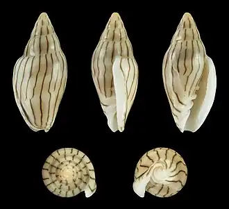 Marginella cleryi