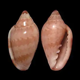 Marginella cloveri