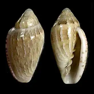 Marginella cosmia