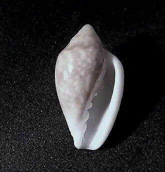 Marginella fishhoekensis
