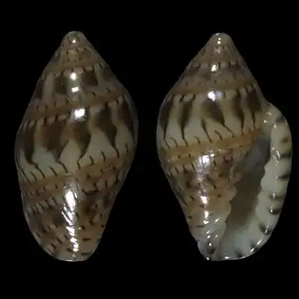 Marginella gemmula