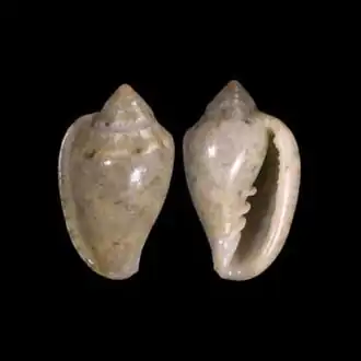Marginella huberti
