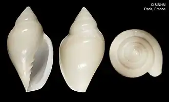 Marginella impudica
