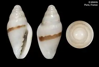 Marginella joanae