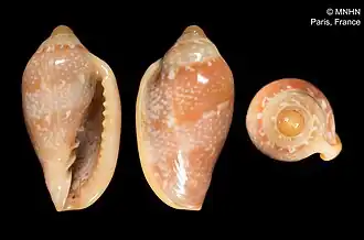 Marginella lamarcki