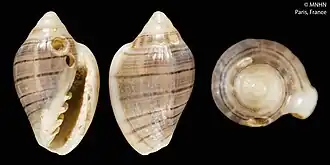 Marginella marimba