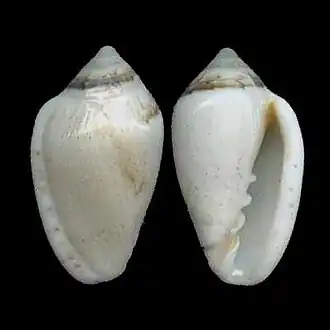 Marginella minuscula