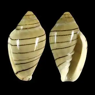 Marginella musica