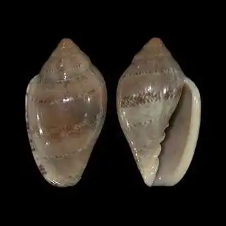 Marginella ornata