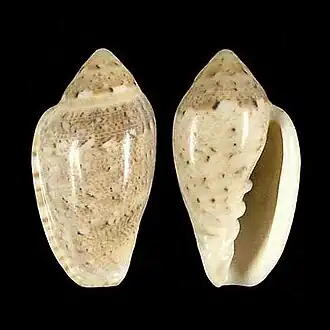 Marginella piperata