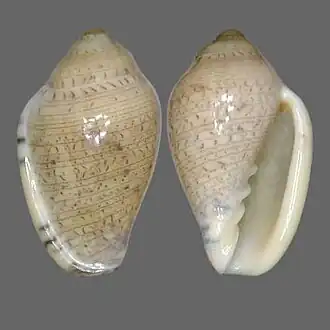 Marginella lutea