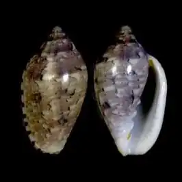 Marginella rosea