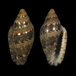 Marginella spinacia