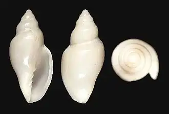 Marginella subturrita