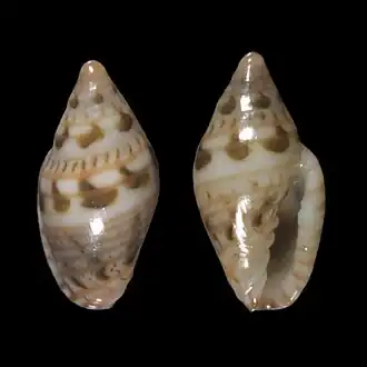 Marginella undulans