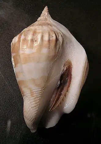 Margistrombus robustus